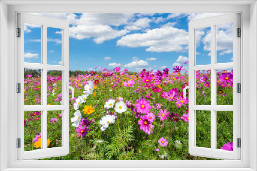 Fototapeta Naklejka Na Ścianę Okno 3D - Colorful cosmos blooming in the beautiful garden flowers on hill landscape mountain and summer.