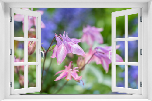 Fototapeta Naklejka Na Ścianę Okno 3D - Rosa blühende Akelei im Sommer 