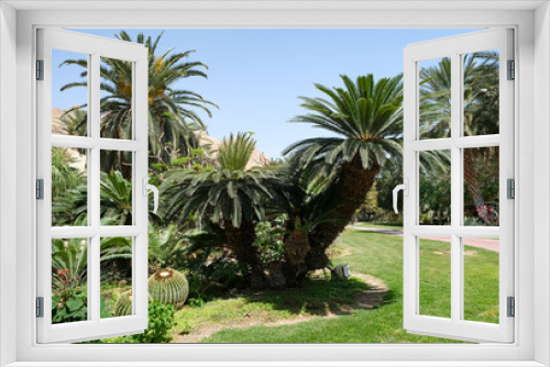 Fototapeta Naklejka Na Ścianę Okno 3D - Cycas plant in Ein Gedi Botanical Garden on the shores of the Dead Sea