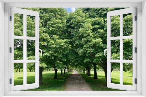 Fototapeta Naklejka Na Ścianę Okno 3D - row of trees in the park