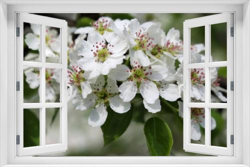 Fototapeta Naklejka Na Ścianę Okno 3D - Selective focus, branch of pear tree with white flowers in drops of dew, close-up