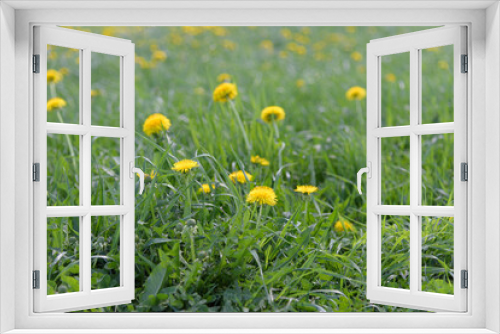 Fototapeta Naklejka Na Ścianę Okno 3D - Meadow with yellow spring dandelions