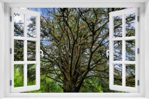 Fototapeta Naklejka Na Ścianę Okno 3D - A huge moss covered spruce tree in the Oregon coast hills east of Yachats