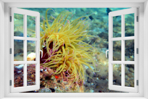 Fototapeta Naklejka Na Ścianę Okno 3D - Snakelocks sea anemone - Anemonia sulcata
