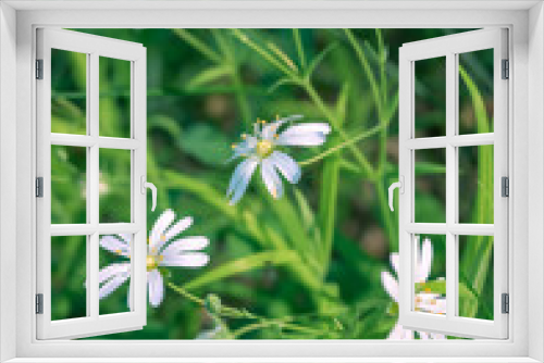 Fototapeta Naklejka Na Ścianę Okno 3D - White flowers of starwort (Stellaria graminea) with a blurred background of green leaves. It blooms in springtime and grows in rural fields and meadows.