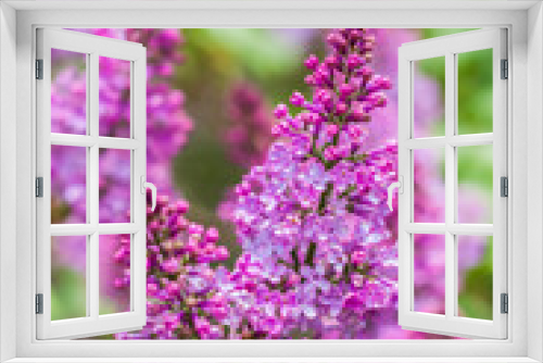Fototapeta Naklejka Na Ścianę Okno 3D - Lilac blooms on a sunny spring day in May. The flowers were just beginning to bloom. Background image with a space for the text. Natural floral background. spring day,