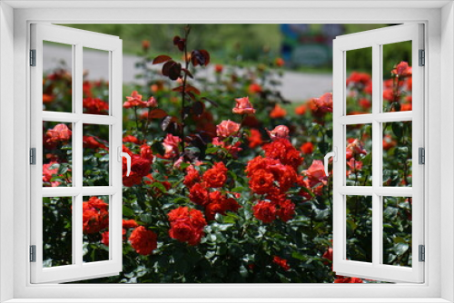 Fototapeta Naklejka Na Ścianę Okno 3D - 赤いバラ