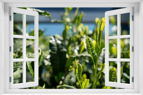 Fototapeta Naklejka Na Ścianę Okno 3D - 新緑の茶の木