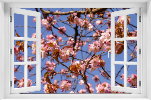 Fototapeta Naklejka Na Ścianę Okno 3D - natural background in early spring blooms with pink flowers a young plant apple tree