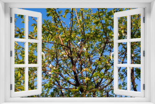 Fototapeta Naklejka Na Ścianę Okno 3D - leaves against blue sky