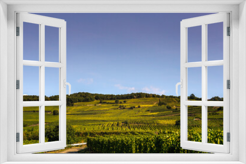 Fototapeta Naklejka Na Ścianę Okno 3D - Vineyards on the wine road, Alsace, France