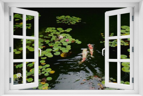 Fototapeta Naklejka Na Ścianę Okno 3D - 蓮池と鯉