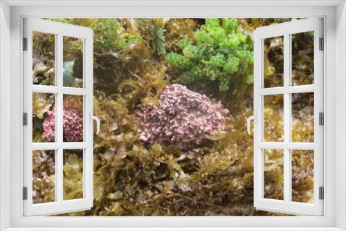 Fototapeta Naklejka Na Ścianę Okno 3D - coral reef in the sea