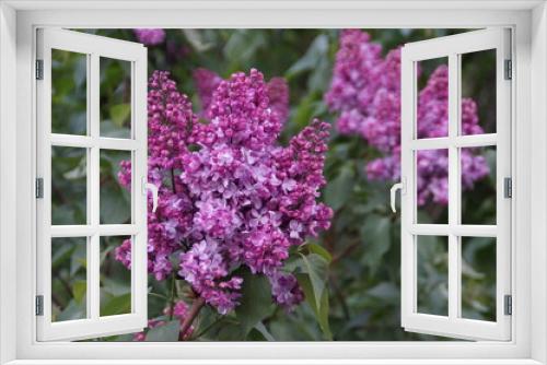 Fototapeta Naklejka Na Ścianę Okno 3D - lilac flowers