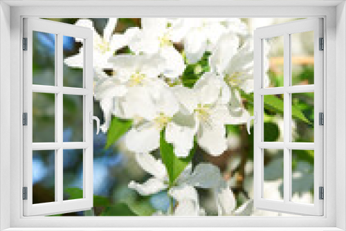 Fototapeta Naklejka Na Ścianę Okno 3D - Fluffy white blossoming flowers with green leaves