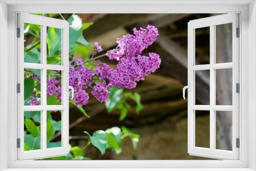 Fototapeta Naklejka Na Ścianę Okno 3D - ライラックの咲く季節 華やかな春の香り