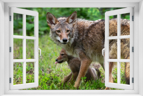 Fototapeta Naklejka Na Ścianę Okno 3D - Adult Coyote (Canis latrans) Stands Over Pup Summer