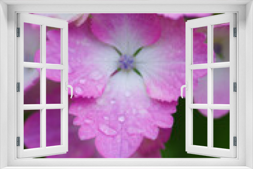 Fototapeta Naklejka Na Ścianę Okno 3D - 雨上がり、庭の紫陽花には雨粒が残る。梅雨の時期の楽しみ。ピンクの紫陽花の花言葉は