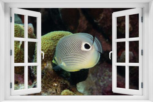 Fototapeta Naklejka Na Ścianę Okno 3D - Foureye Butterflyfish on Caribbean Coral Reef