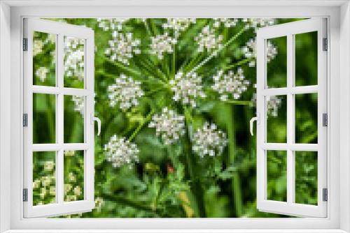 Fototapeta Naklejka Na Ścianę Okno 3D - Oenanthe crocata the most poisonous plant found in the UK which has a white spring summer wildflower weed and commonly known as Hemlock Water Dropwort, stock photo image