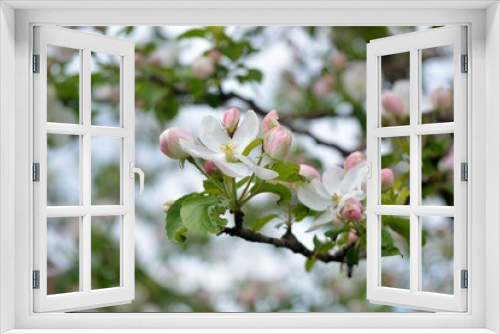 Fototapeta Naklejka Na Ścianę Okno 3D - Spring flowering fruit trees, Apple trees.
