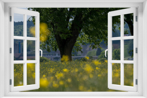 Fototapeta Naklejka Na Ścianę Okno 3D - Baum im Rapsfeld