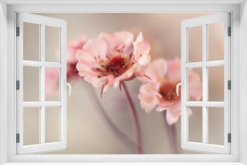 Fototapeta Naklejka Na Ścianę Okno 3D - Wiosenne kwiaty -Kuklik