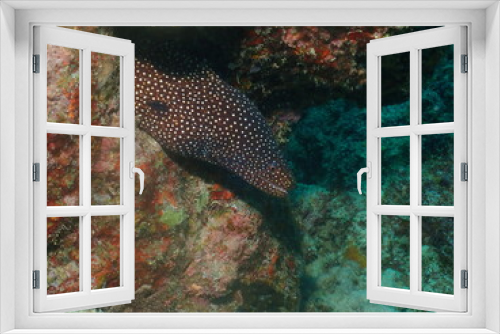 Fototapeta Naklejka Na Ścianę Okno 3D - Whitemouth Moray Eel in Ishigaki, Okinawa