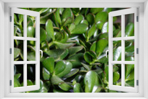 Fototapeta Naklejka Na Ścianę Okno 3D - Crassula ovata succulent plant in the garden