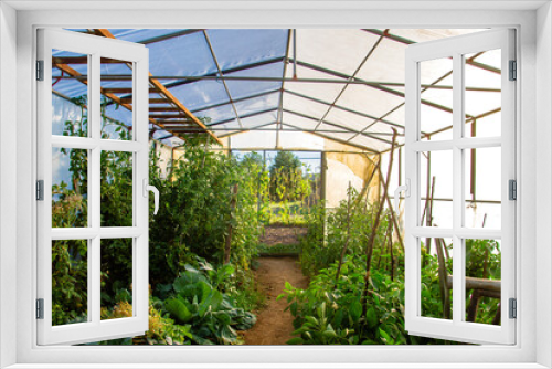 Fototapeta Naklejka Na Ścianę Okno 3D - Veggies growing in hothouse