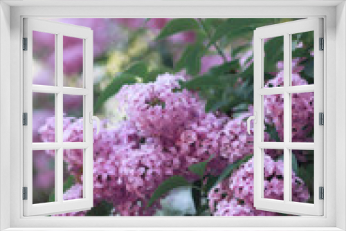 Fototapeta Naklejka Na Ścianę Okno 3D - Blooming lush branches of purple lilac flowers. Spring flowers of syringa vulgaris in the garden. Selective focus. Copy space photo.
