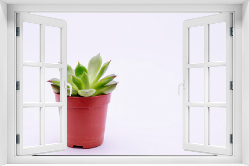 Fototapeta Naklejka Na Ścianę Okno 3D - Succulent plant on white background
