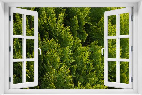 Fototapeta Naklejka Na Ścianę Okno 3D - Green thuja hedgerow close up. Natural pattern background, texture for design.