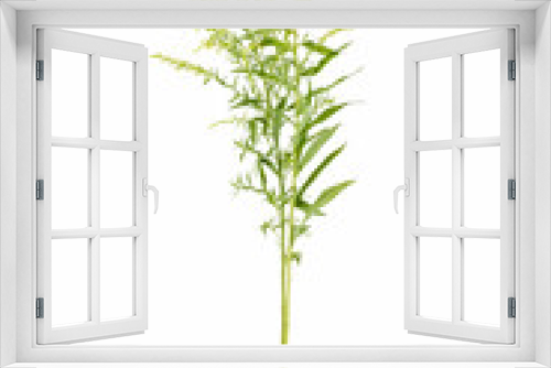 Fototapeta Naklejka Na Ścianę Okno 3D - garden goldenrod grass isolated on white