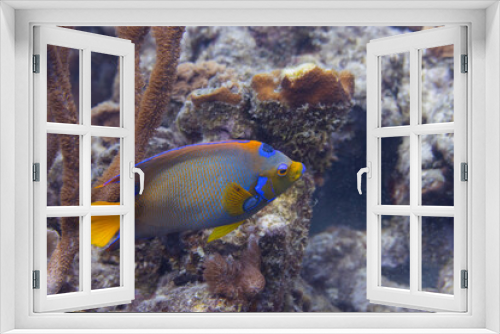Fototapeta Naklejka Na Ścianę Okno 3D - Queen Angelfish on Caribbean Coral Reef