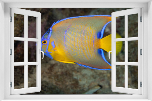 Fototapeta Naklejka Na Ścianę Okno 3D - Juvenile Queen Angelfish in Transition Phase on Caribbean Coral Reef