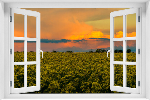Fototapeta Naklejka Na Ścianę Okno 3D - Am Rapsfeld, Wolken, Sonnenuntergang
