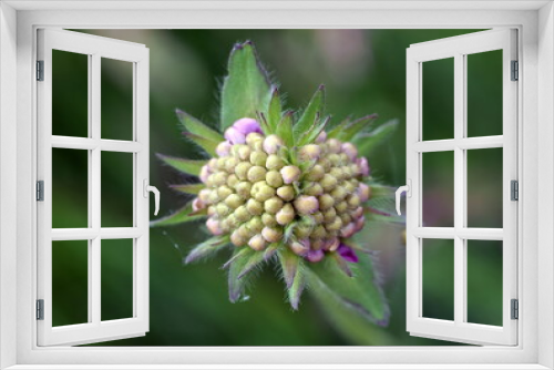 Fototapeta Naklejka Na Ścianę Okno 3D - Zusammengewachsene Blüten einer Witwenblume