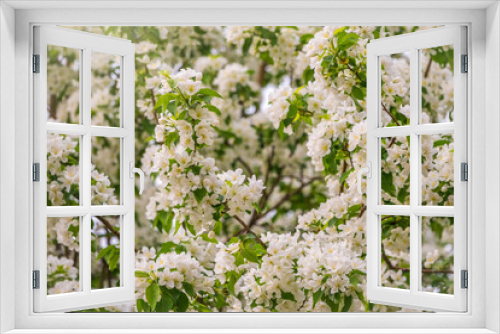 Fototapeta Naklejka Na Ścianę Okno 3D - White blossoming apple trees. White apple tree flowers