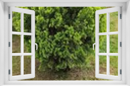 Fototapeta Naklejka Na Ścianę Okno 3D - oak gall in the garden