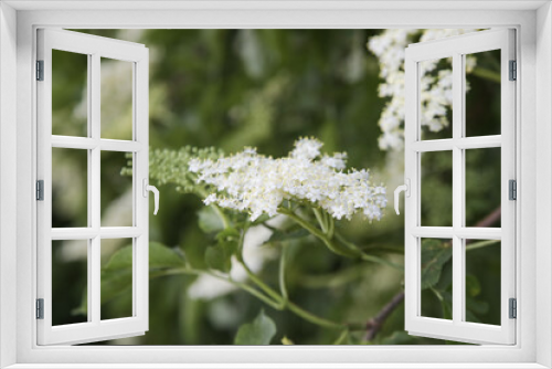 Fototapeta Naklejka Na Ścianę Okno 3D - Close up of elderflower in bloom