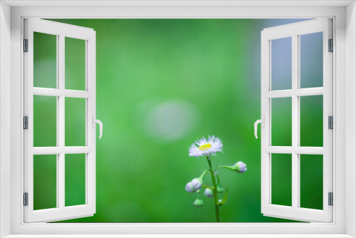 Fototapeta Naklejka Na Ścianę Okno 3D - ボケに包まれたハルジオンの花