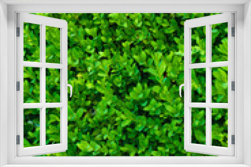 Fototapeta Naklejka Na Ścianę Okno 3D - beautiful green bush close up