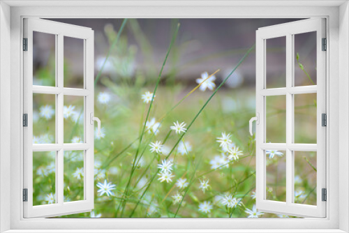 Fototapeta Naklejka Na Ścianę Okno 3D - 
White star-shaped flowers on a blurred background. Concept - wallpaper