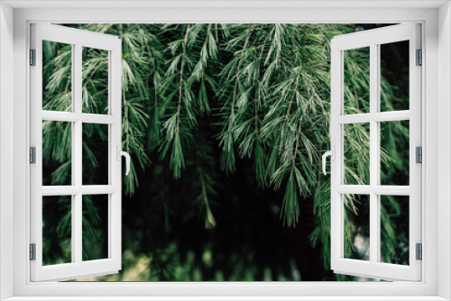 Fototapeta Naklejka Na Ścianę Okno 3D - Tree branch oine nature