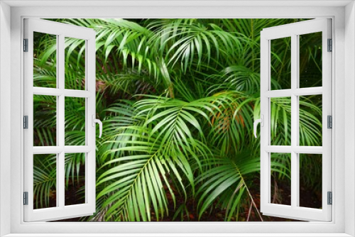 Fototapeta Naklejka Na Ścianę Okno 3D - Palm tree leaves background