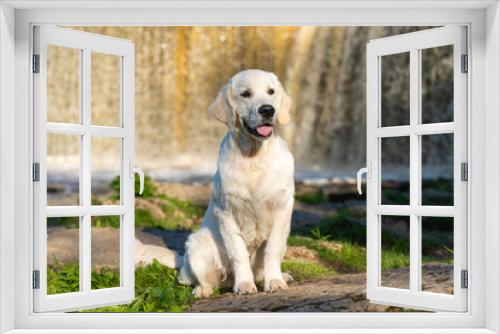 Fototapeta Naklejka Na Ścianę Okno 3D - Beautiful golden retriever puppy.