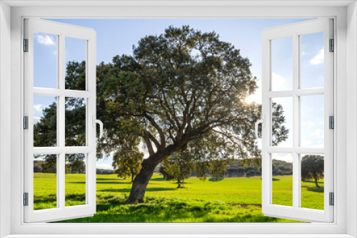 Fototapeta Naklejka Na Ścianę Okno 3D - Holm oak tree