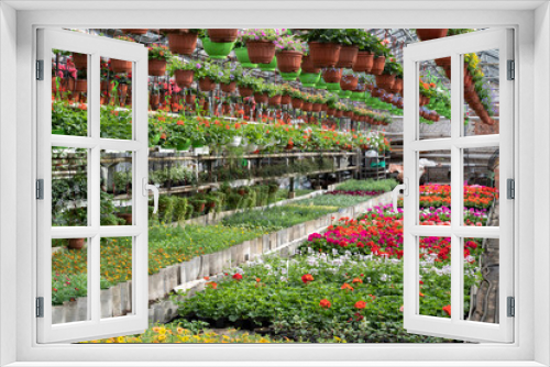 Fototapeta Naklejka Na Ścianę Okno 3D - Blooming season in greenhouse with rows of flowers in blossom and pots with plants hang on racks. Growing greenery for indoor and outdoor decoration. Gardening industry and hothouse business concept
