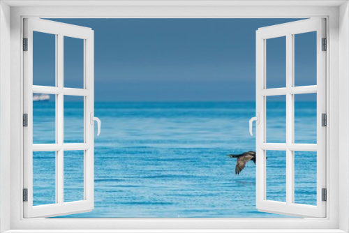 Fototapeta Naklejka Na Ścianę Okno 3D - Kormoran w locie nad Bałtykiem w lecie